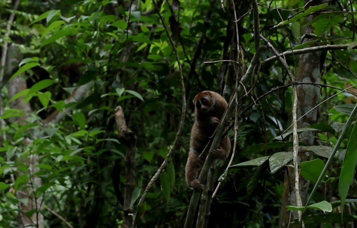 10 climb the tree