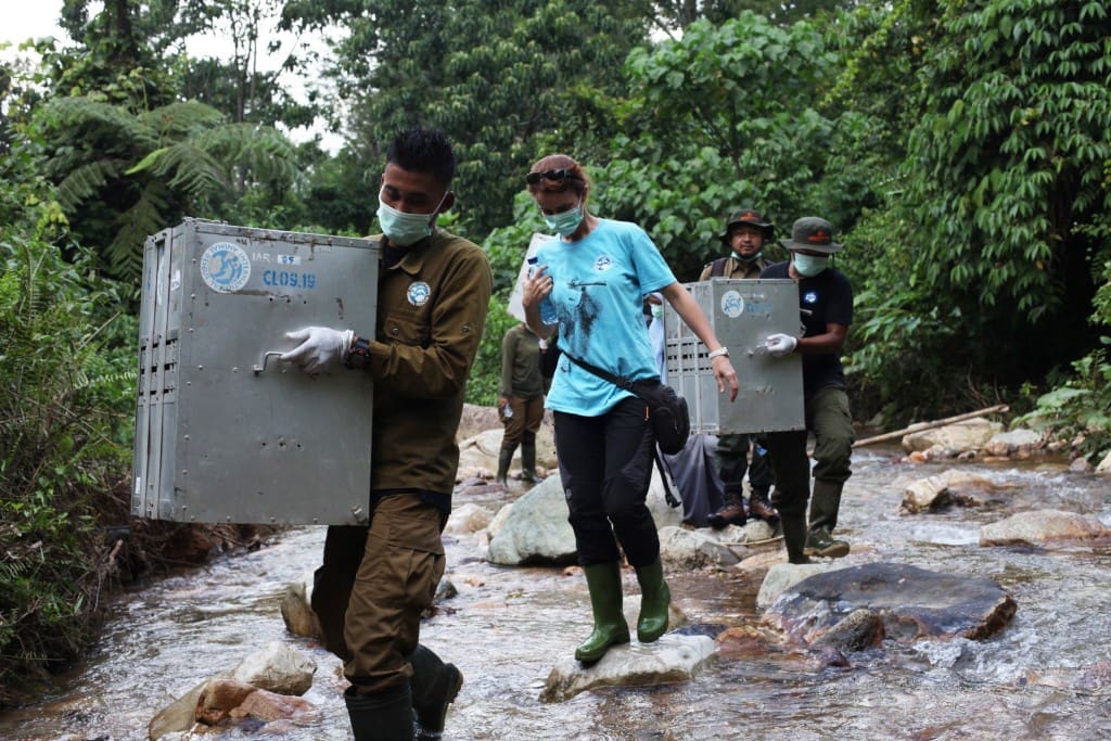 Proses translokasi kukang dari Pusat Rehabilitasi Yayasan IAR Indonesia di Bogor ke Hutan Lindung Batutegi Lampung, 2 Mei 2016,