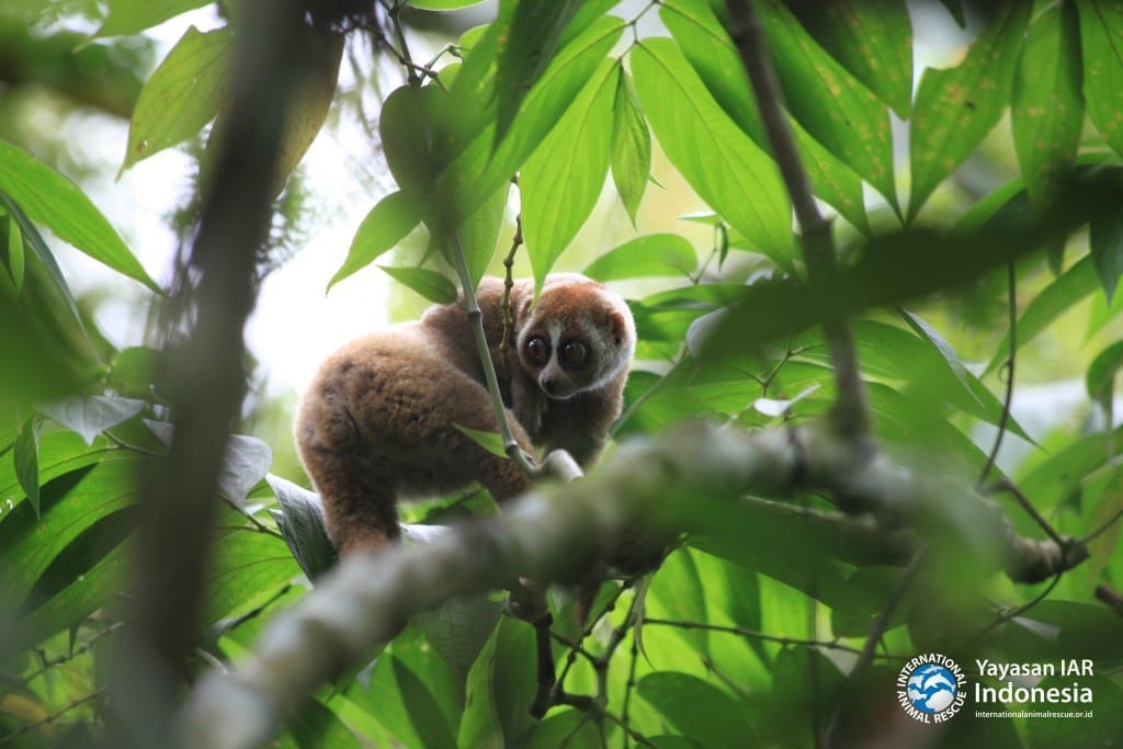 Usik memperhatikan habitat barunya di area habituasi Hutan Lindung Batutegi, Lampung, Senin, 22 Agustus 2016. Setelah menjalani serangkaian tahapan rehabilitasi 'sekolah alam liar' di Pusat Rehabilitasi YIARI Bogor, akhirnya Usik bersama ke sembilan kukang lainnya masuk tahapan untuk dilepas kembali ke habitat asalnya.