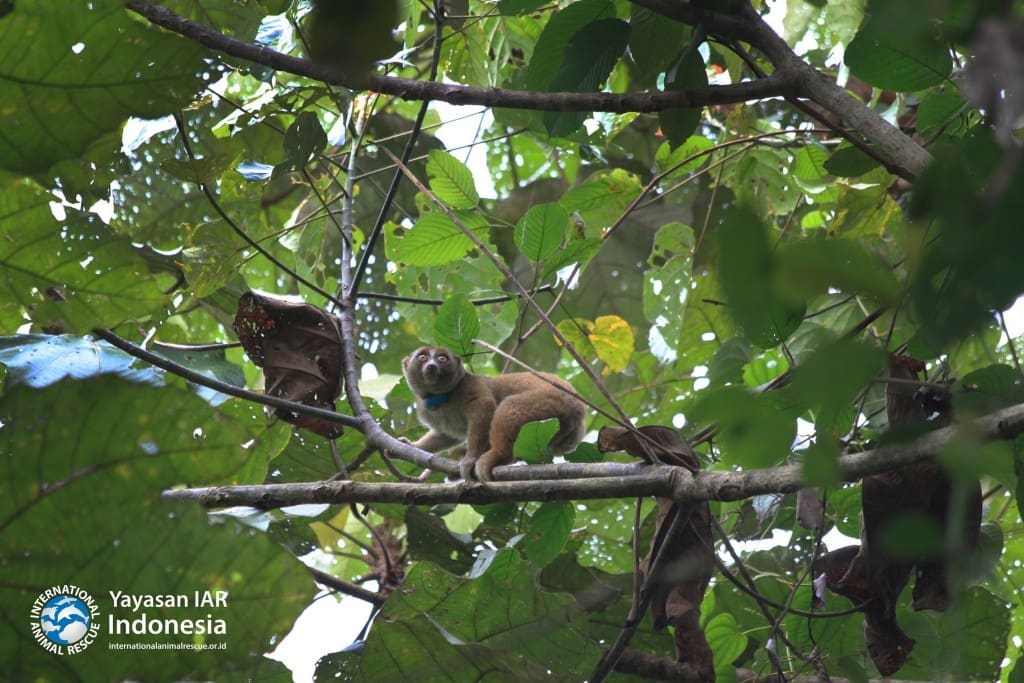 Piala kukang sumatera jantan memanjat pohon mara di area habituasi Hutan Lindung Batutegi, Lampung, Senin, 22 Agustus 2016. Radio collar melingkar di leher Piala sebagai alat bantu untuk memudahkan tim mengetahui keberadaan kukang di alam. 