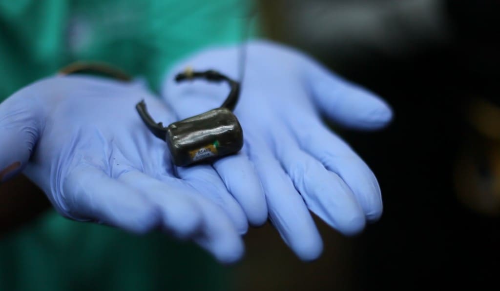 Radio collar atau alat pelacak yang sebelumnya melingkar di leher Malabar. Pelepasan collar merupakan tanda berakhirnya monitoring (pemantauan) oleh tim terhadap Malabar yang dilepasliar Januari lalu. Dari hasil pemantauan, perilaku Malabar di alam sangat  bagus. Malabar memanfaatkan pakan alami dan daerah jelajahnya stabil. Malabar juga terpantau melakukan aktivitas sosial dengan kukang liar hingga berhasil berkembang biak di alam.