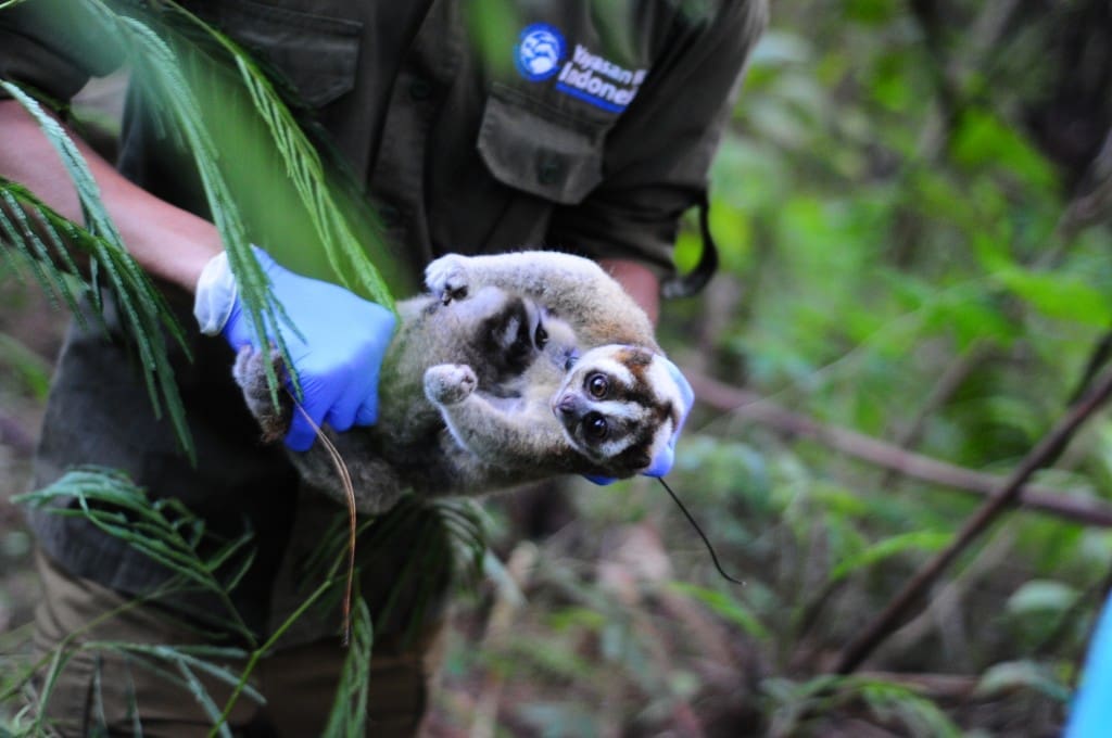 Malabar bersama anaknya saat pelepasan radio collar atau alat pelacak sebagai tanda berakhirnya monitoring Malabar. Malabar dinilai telah berhasil bertahan hidup di habitat dan berkembang biak secara alami.