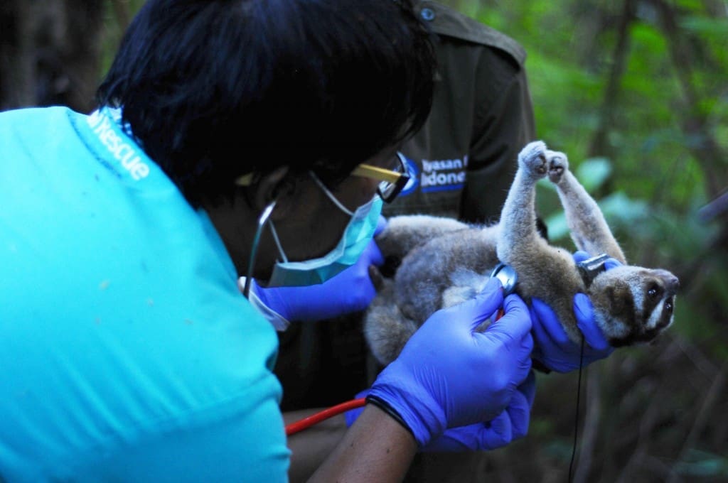 drh Purbo memeriksa kondisi terakhir kukang jawa Malabar sebelum pelepasan radio collar (alat pelacak). Pelepasan collar merupakan tanda berakhirnya monitoring (pemantauan) oleh tim terhadap Malabar yang telah dilepasliar Januari lalu di kawasan Suaka Margasatwa Gunung Sawal, Ciamis, Jawa Barat.  Foto: Septianjar Muharam