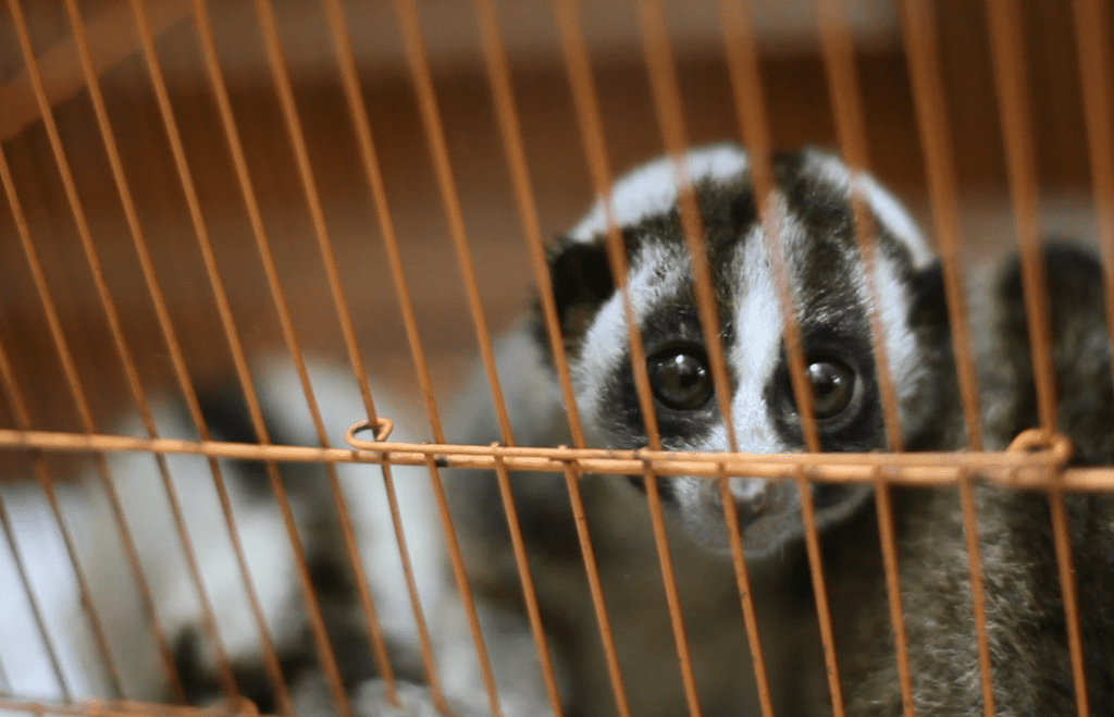 Salah satu kukang jawa sitaan Polda Metro Jaya yang dititiprawatkan di Pusat Rehabilitasi Intenrational Animal Rescue Indonesia