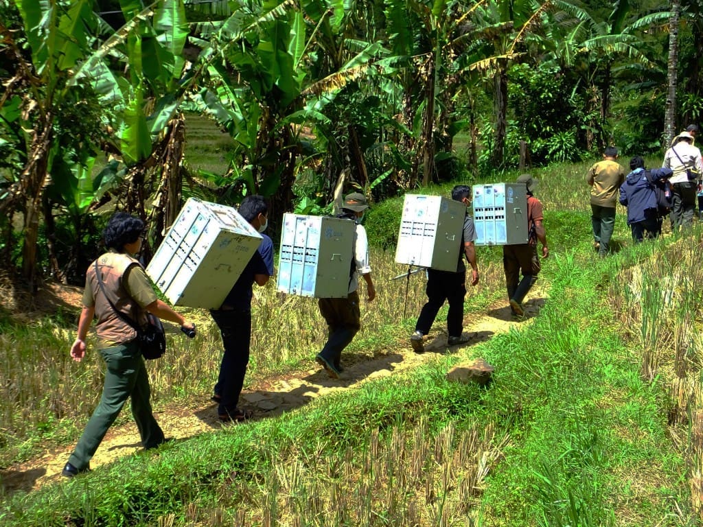 Tim mengangkut kandang transportasi kukang menuju area habituasi di Gunung Halimun Salak, 20 Desember 2016.
