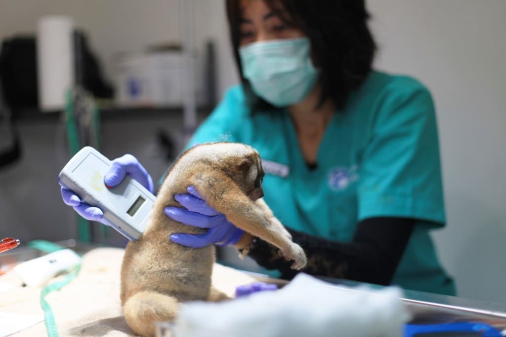 Kukang korban perdagangan online menjalani pemeriksaan medis di klinik Pusat Rehabilitasi International Animal Rescue (IAR) Indonesia di Bogor