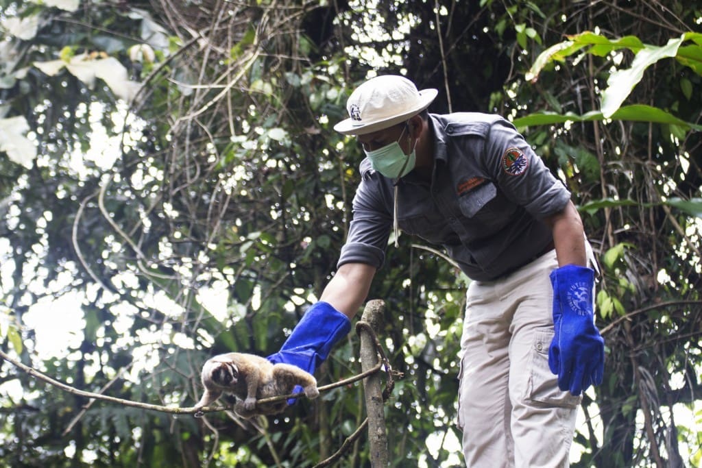 Kepala Seksi KSDA Wilayah Tasikmalaya melepasliarkan Bidang kembali ke habitat di SM. Gunung Sawal