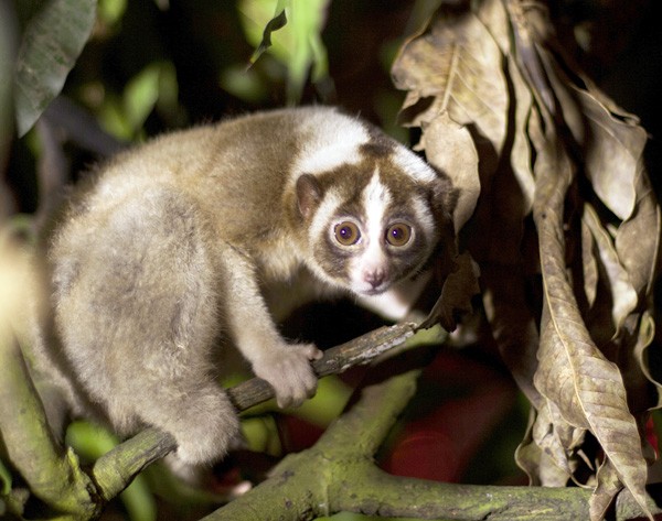 Kukang jawa (Nycticebus javanicus) ini dilepasliarkan di Suaka Margasatwa Gunung Sawal, Ciamis, Jawa Barat. Foto: IAR Indonesia