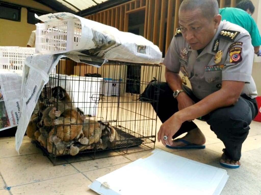 Direktorat Reserse Kriminal Khusus (Ditreskrimsus) Kepolisian Daerah Jawa Barat, berhasil menggagalkan penyelundupan 34 kukang jawa (Nycticebus javanicus) Selasa, (18/10/2016) lalu. Foto : Humas Polda Jabar.