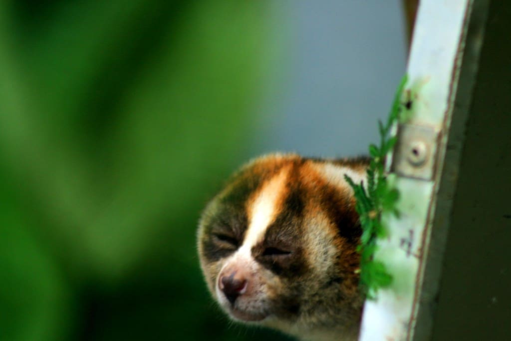 Kukang jawa (Nycticebus javanicus) saat berada di kandang Habituasi di Taman Nasional Gunung Halimun Salak (TNGHS). Sebelum dilepasliarkan kukang harus berada di kandang habituasi selama 4 minggu untuk beradptasi terhadap lingkungan liarnya. Foto Donny Iqbal