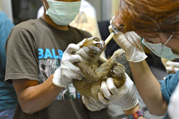 Kukang hasil sitaan dalam perawatan medis di Pusat Rehabilitasi Primata IAR, Bogor. Foto: International Animal Rescue