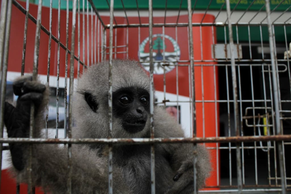 Seekor owa jawa yang diserahkan sukarela dari dari Tempat Wisata Kampung Gajah, Lembang Balai Besar Konservasi Sumber Daya Alam (BBKSDA) Jawa Barat di Gedebage, Kota Bandung, Jawa Barat. BBKSDA kembali mendapatkan penyerahan satwa sebanyak 16 ekor satwa terancam punah yang rencananya akan segera direhabilitasi sampai akhirnya dilepasliarkan. Foto : Donny Iqbal
