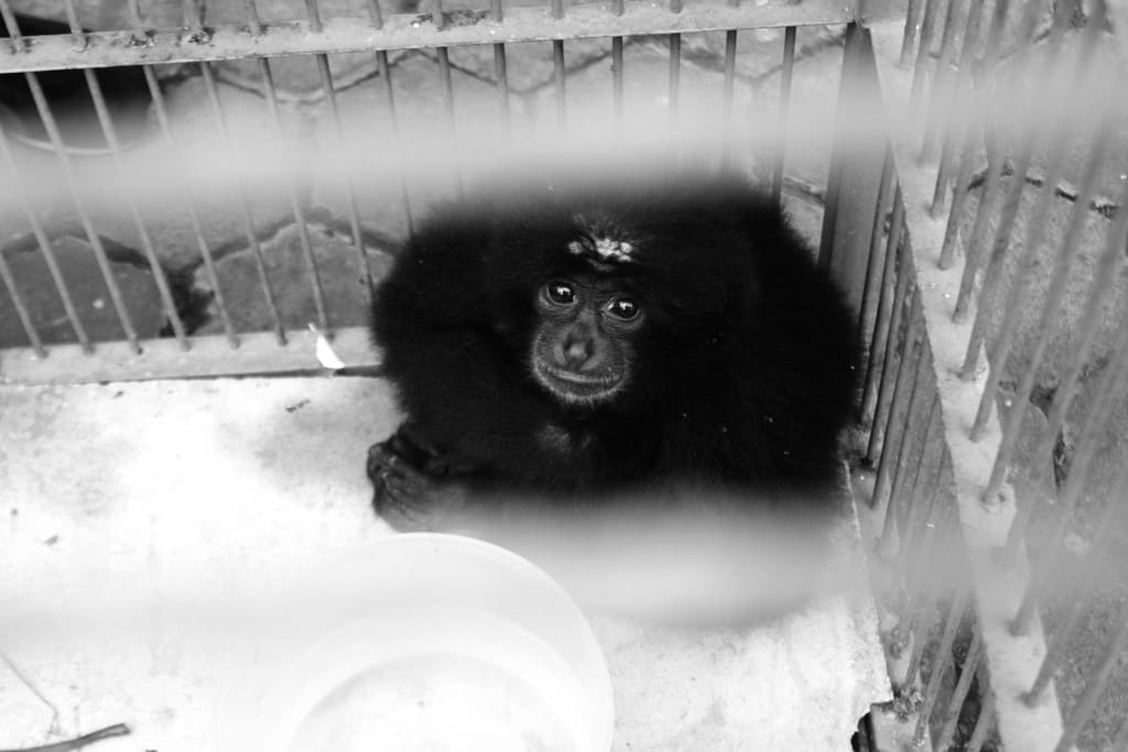 Seekor siamang yang diserahkan sukarela dari dari Tempat Wisata Kampung Gajah, Lembang Balai Besar Konservasi Sumber Daya Alam (BBKSDA) Jawa Barat di Gedebage, Kota Bandung, Jawa Barat. BBKSDA Jabar kembali mendapatkan penyerahan satwa sebanyak 16 ekor satwa terancam punah yang rencananya akan segera direhabilitasi sampai akhirnya dilepasliarkan. Foto : Donny Iqbal