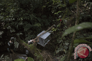 20170613IAR-Lepasliarkan-Orangutan-Di-TBBR-120617-jhw-1