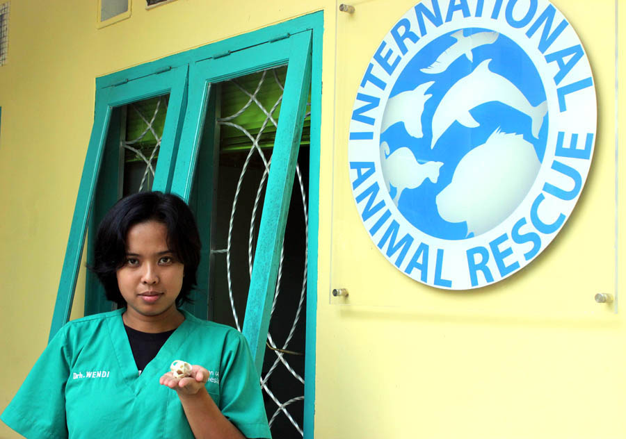 Wendi Prameswari menunjukkan tengkorak kukang sumatera, saat disambangi di kantor IAR Indonesia, Bogor.