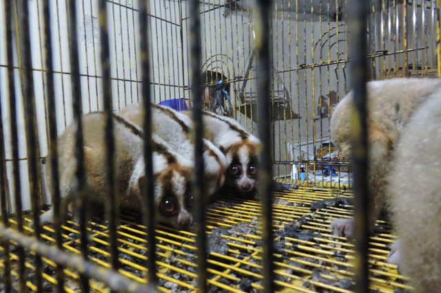 Primata yang terancam punah ini terus diburu dan diperdagangkan untuk dijadikan hewan peliharaan.