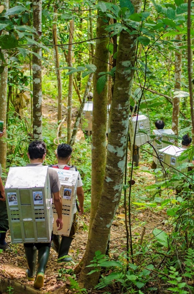 Tim IAR Indonesia bersama Masyarakat Mitra Polhut (MMP) mengantar 15 kukang sumatera menuju kawasan habituasi di TNBBS, Lampung. Foto IAR Indonesia