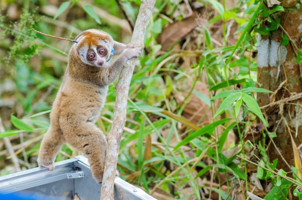 Sebelum benar-benar dilepas, kukang-kukang ini berada di kawasan habituasi selama 2-4 minggu untuk diobservasi. Tim akan terus memantau perkembangan mereka. Foto IAR Indonesia