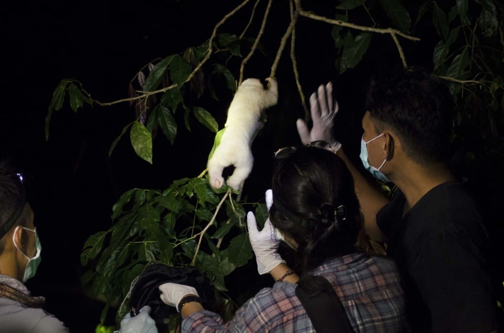Alby akhirnya hidup bebas di habitatnya, di TNBBS. Foto: Bobby Muhidin/IAR Indonesia