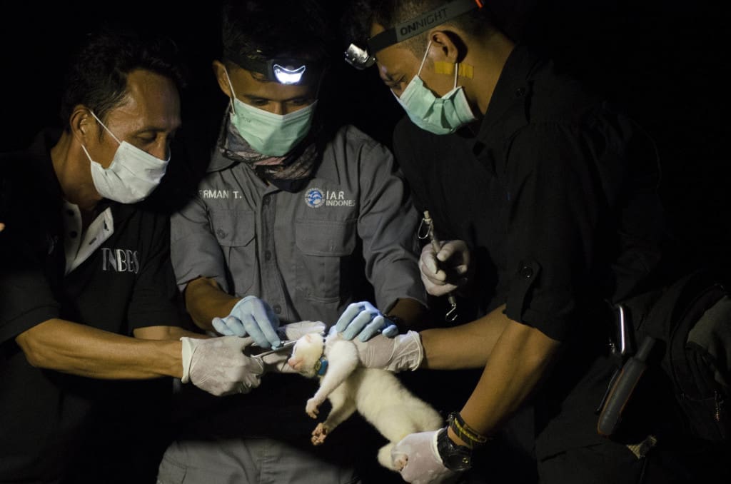 Pelepasan radio collar menjadi tanda berakhirnya pemantauan terhadap Alby yang telah sukses bertahan hidup di habitatnya. Foto: Bobby Muhidin/IAR Indonesia.