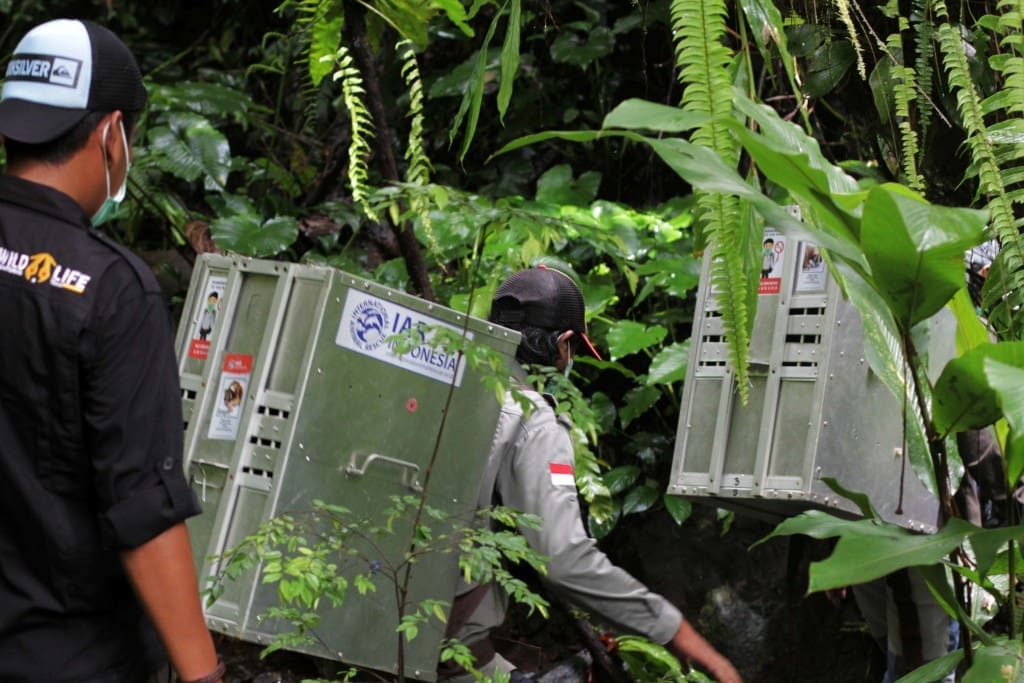 Petugas membawa kandang kukang.