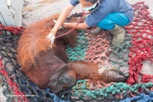 Orangutan ditangkap untuk dipindahkan.