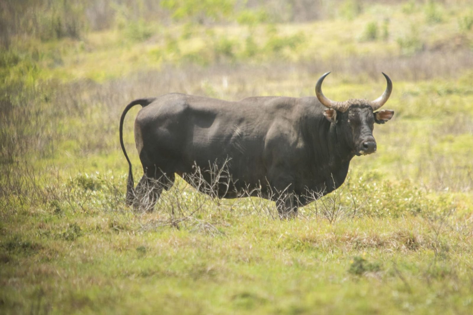Banteng jawa di padang rumput