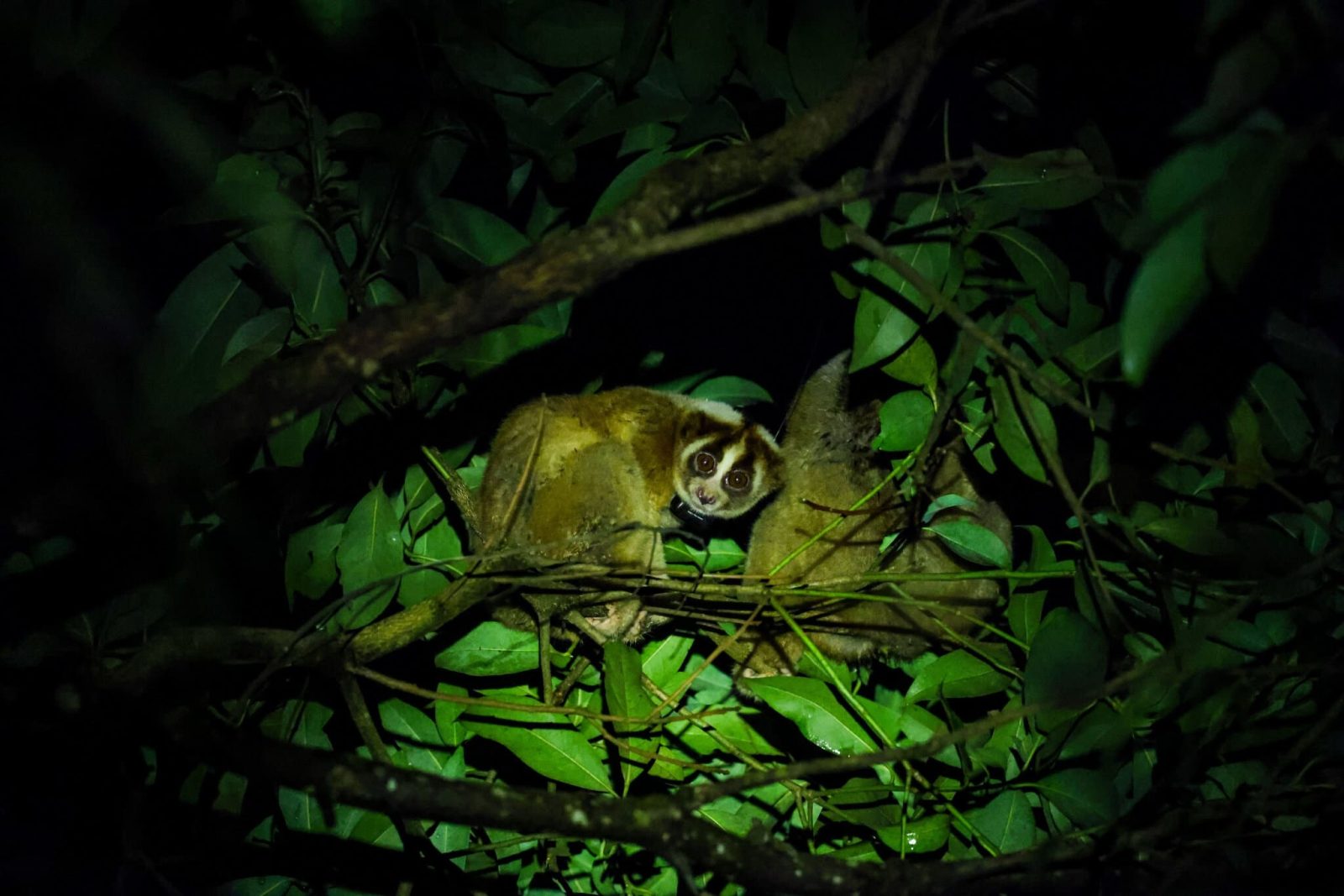 kukang malam hari di pohon