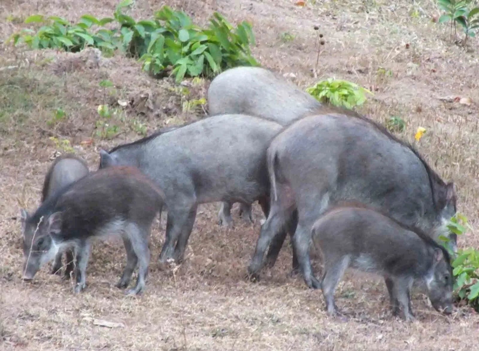 babi kutil merumput