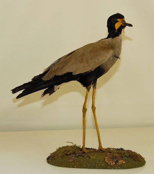 burung trulek jawa
