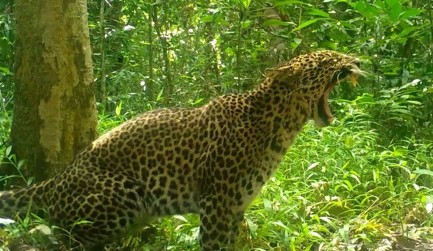 macan tutul menguap