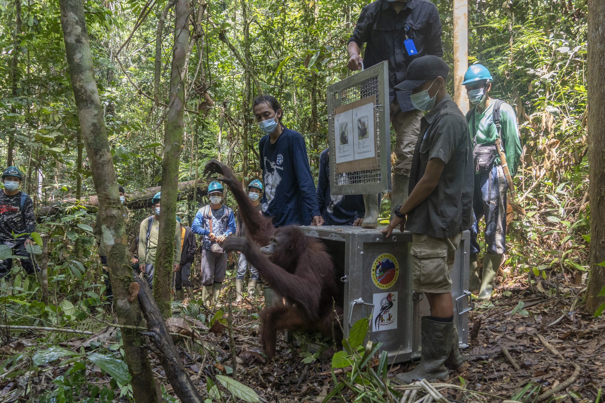 Perjuangan Orangutan Covita dari Malnutrisi Hingga Lepas Liar di Hutan