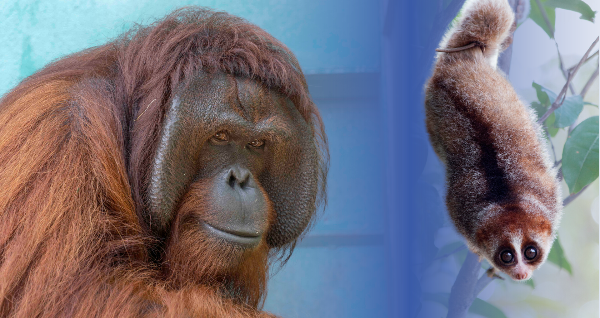 Perilaku Langka, Orangutan Kalimantan Makan Kukang