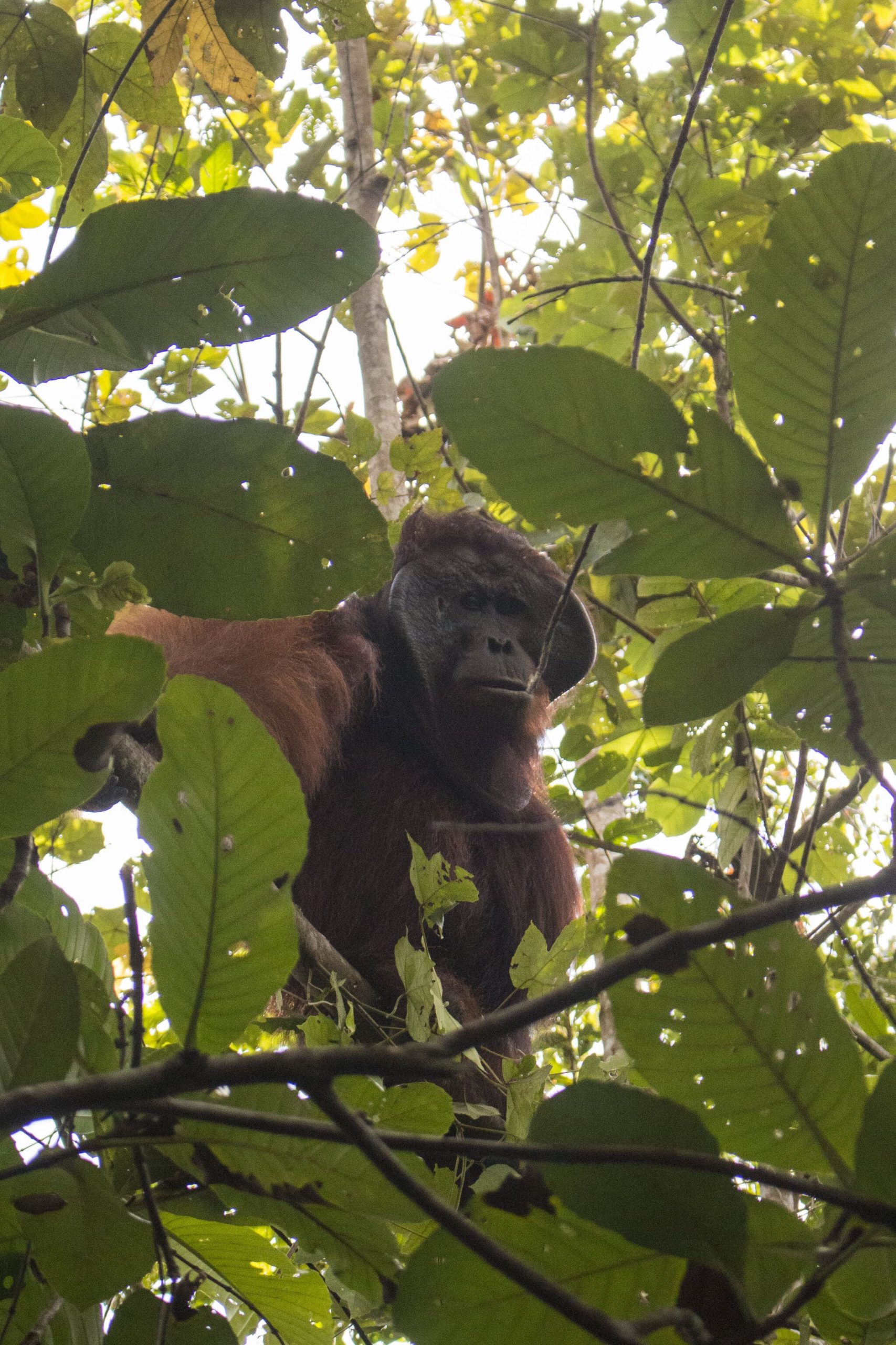 Ketahui 4 Langkah Bijak ketika Bertemu Orangutan Liar