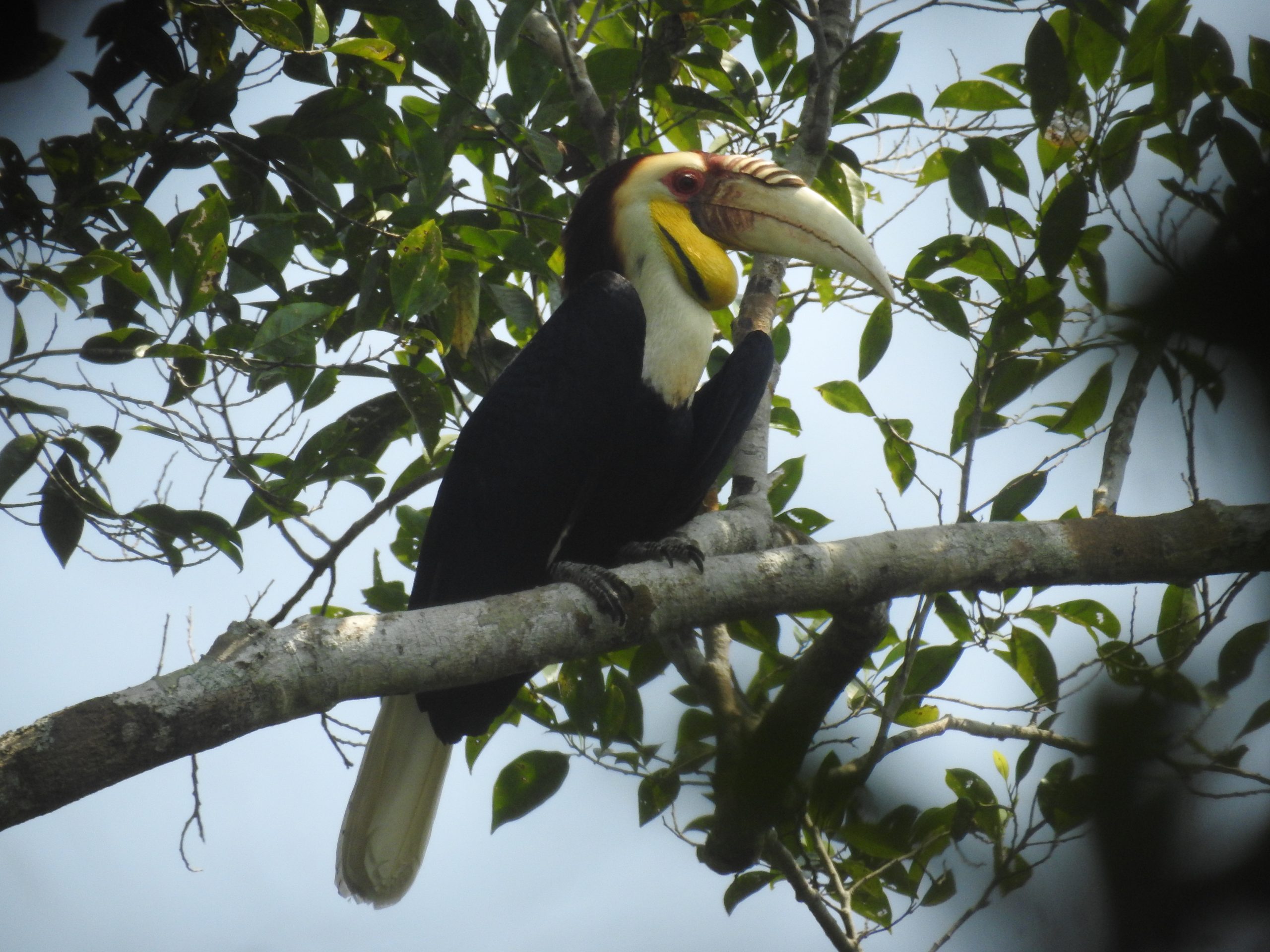 6 Fakta Julang Emas, Indikator Hutan yang Sehat dan Terjaga