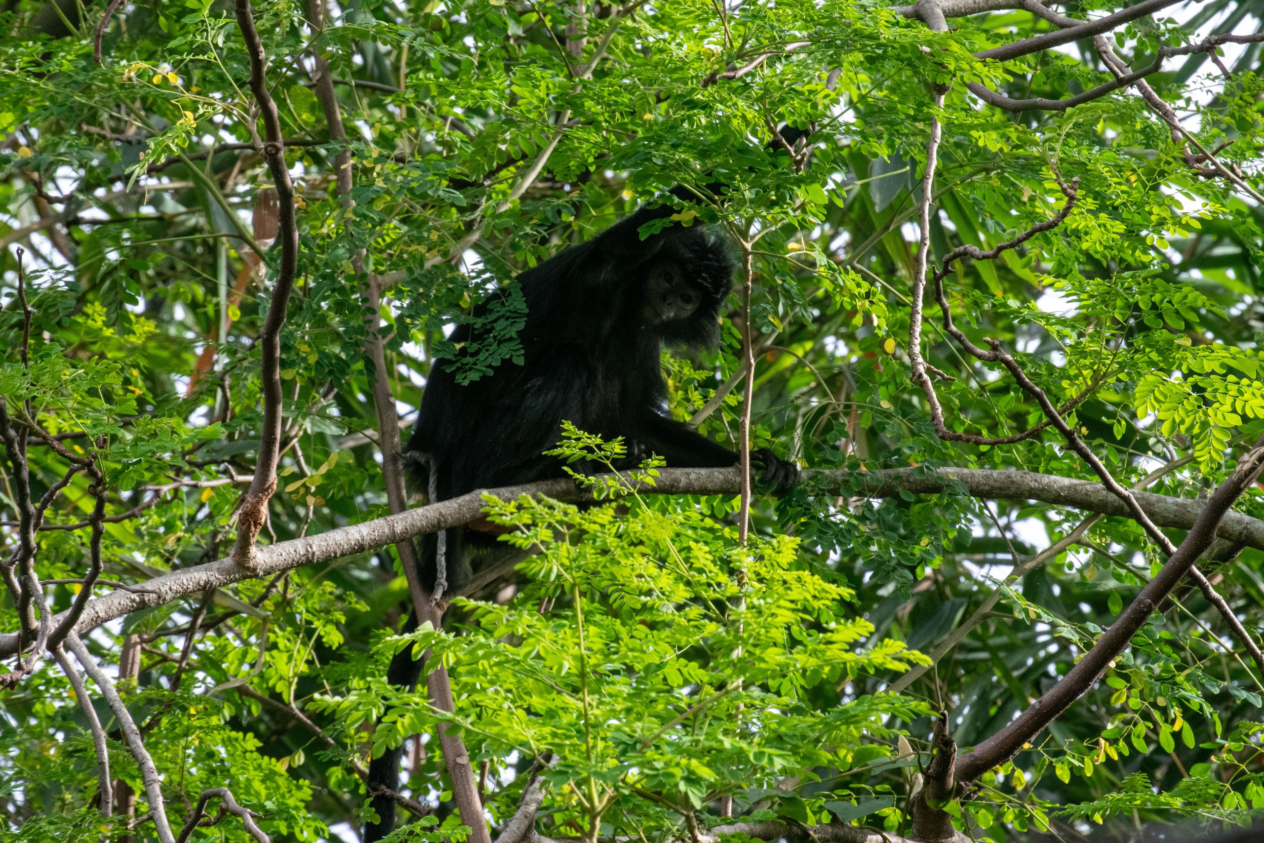 Penyelamatan Lutung Jawa di Bogor, Jawa Barat: Diduga eks Peliharaan