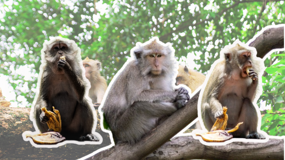 Potensi Transmisi Zoonosis pada Makaka, Berbahaya tapi Bisa Dicegah! 