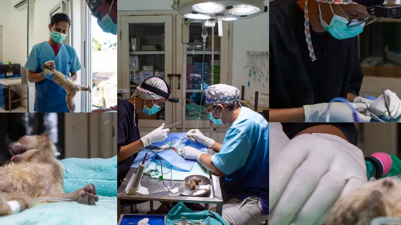Kisah Peyot, Kukang Jawa yang Berhasil Diselamatkan Melalui Operasi Gastrotomi