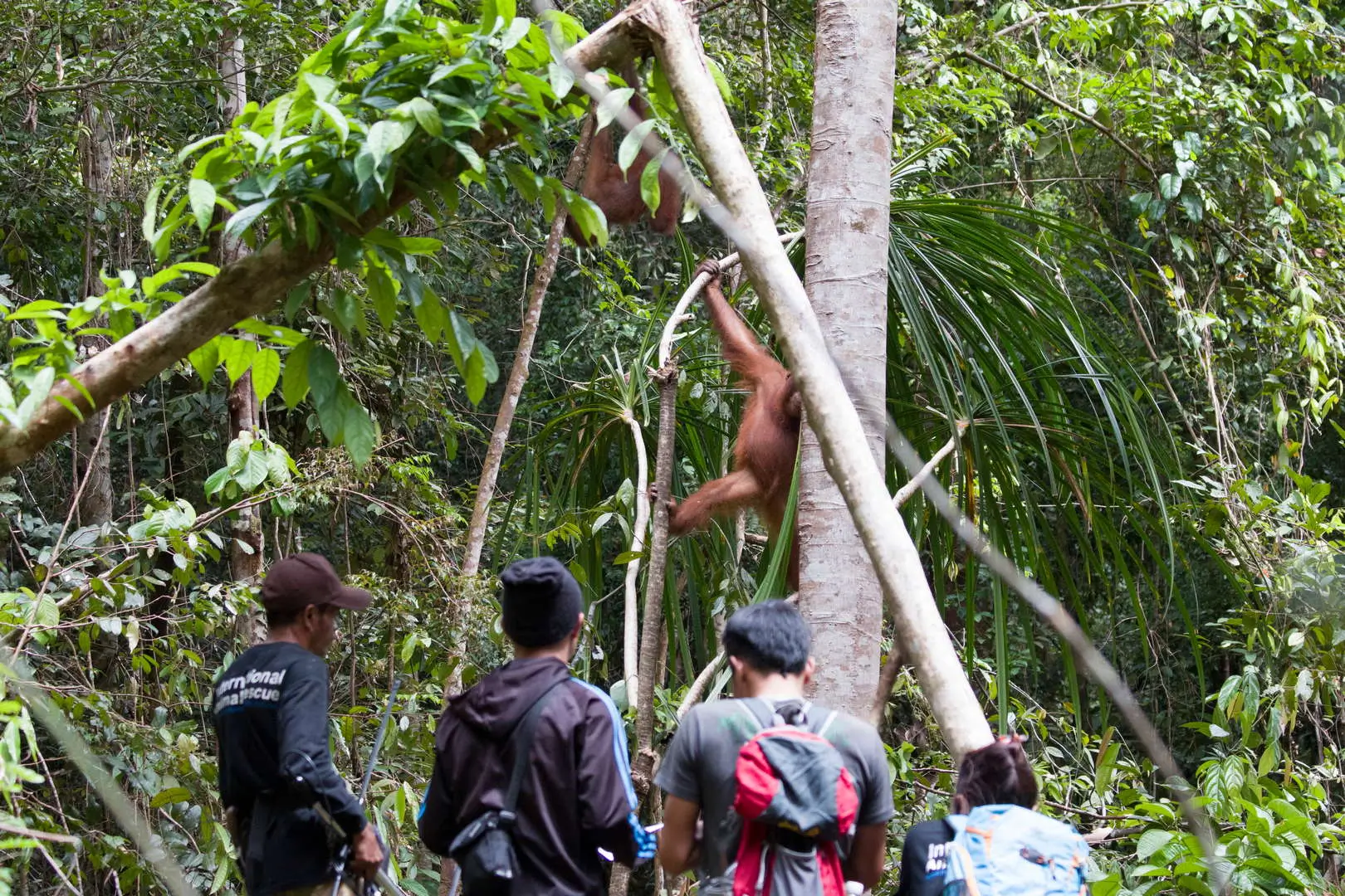 Ancaman Terus Meningkat