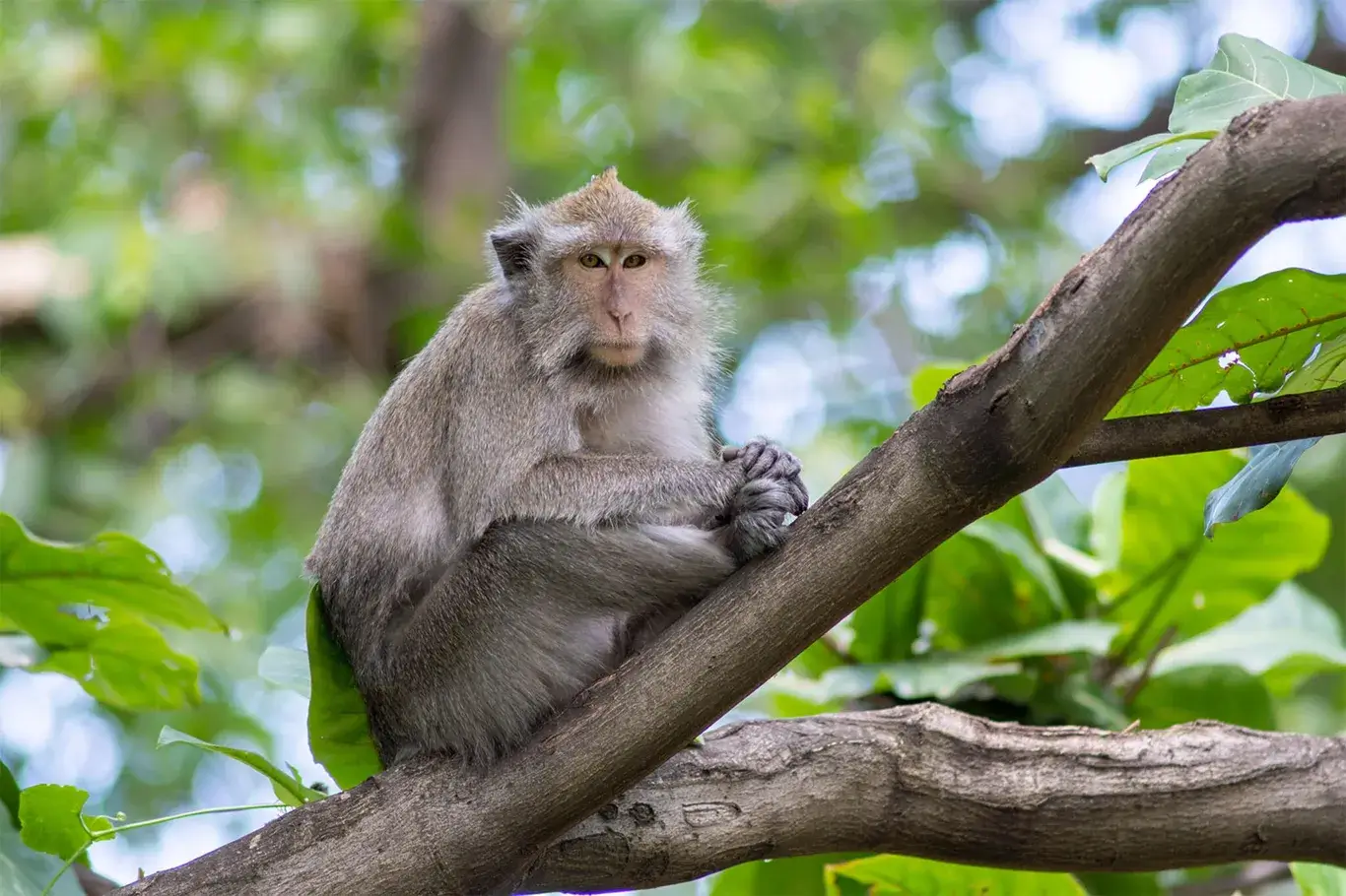 Macaca
