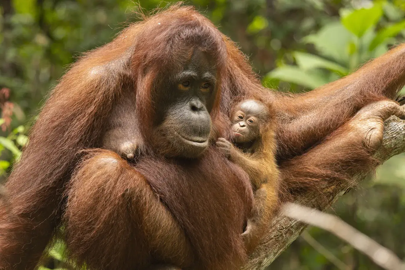 Orangutan