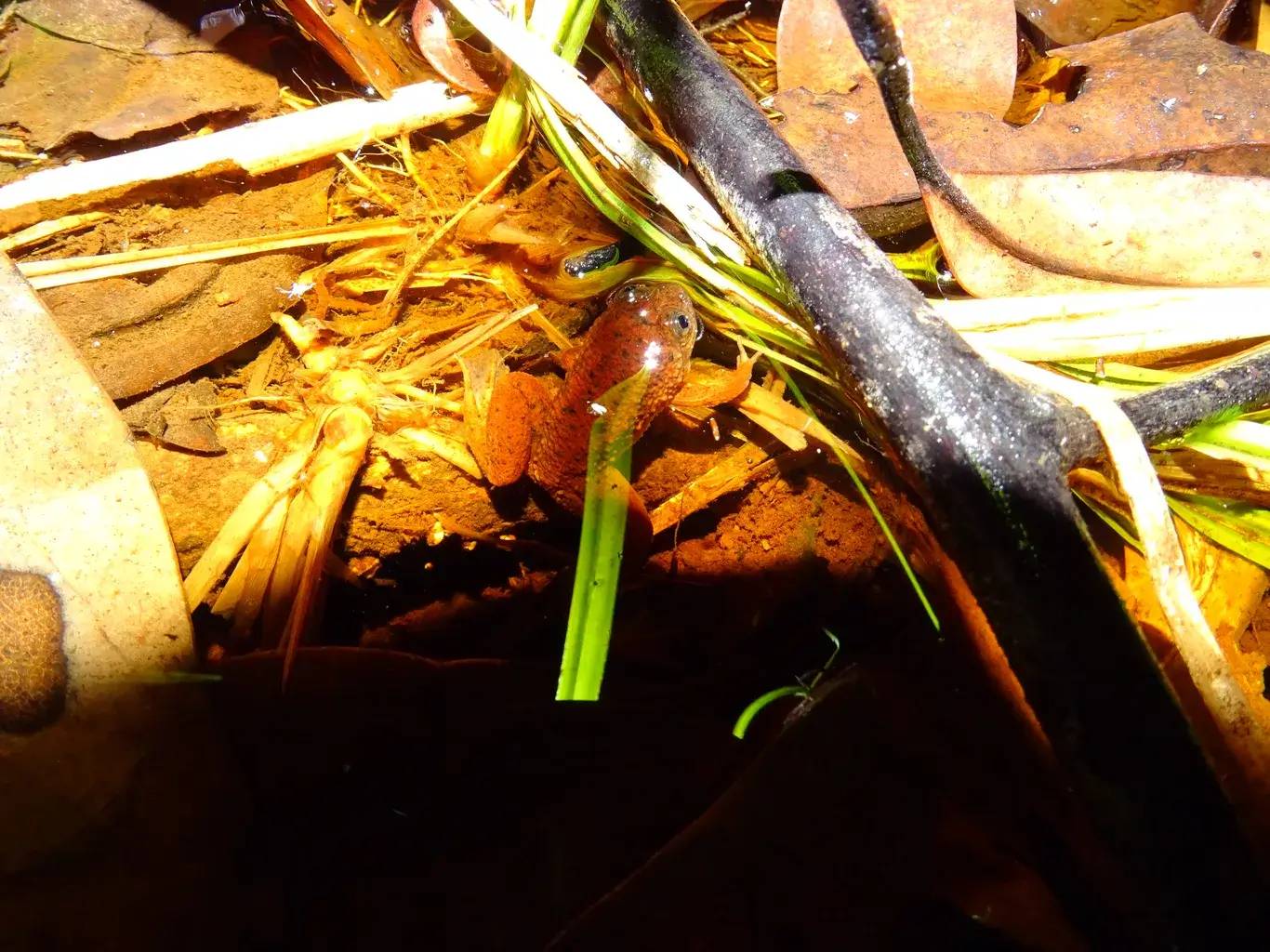 Pemantauan Biodiversitas