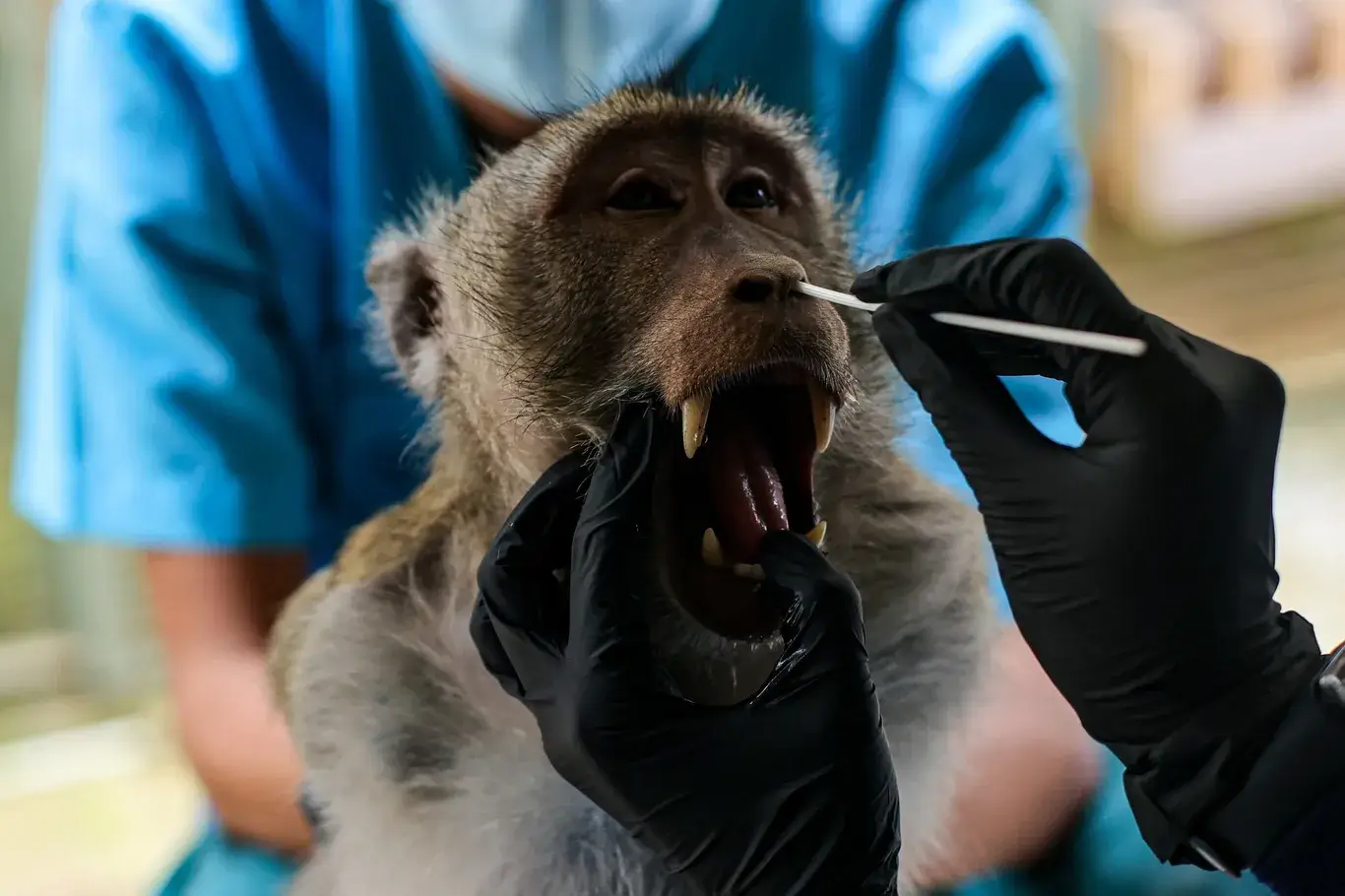 Macaca