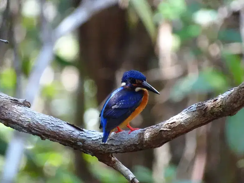 Pemantauan Biodiversitas