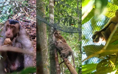 Translokasi dan Pelepasliaran Kukang, Monyet Ekor Panjang, serta Beruk di Kawasan Taman Nasional Bukit Barisan Selatan