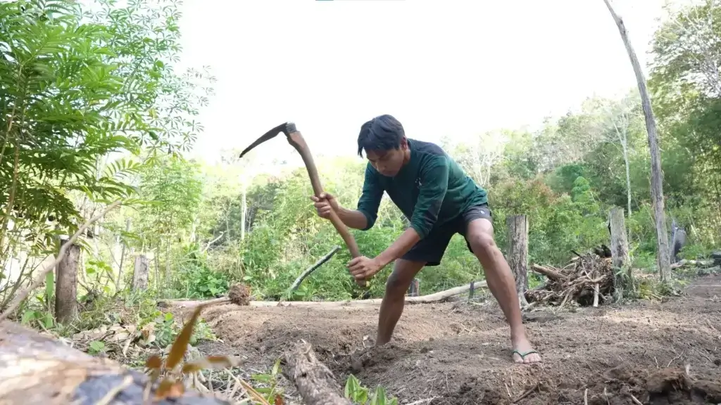 Biji Kopi, Sebuah Harapan di Tanah Batu Lapis