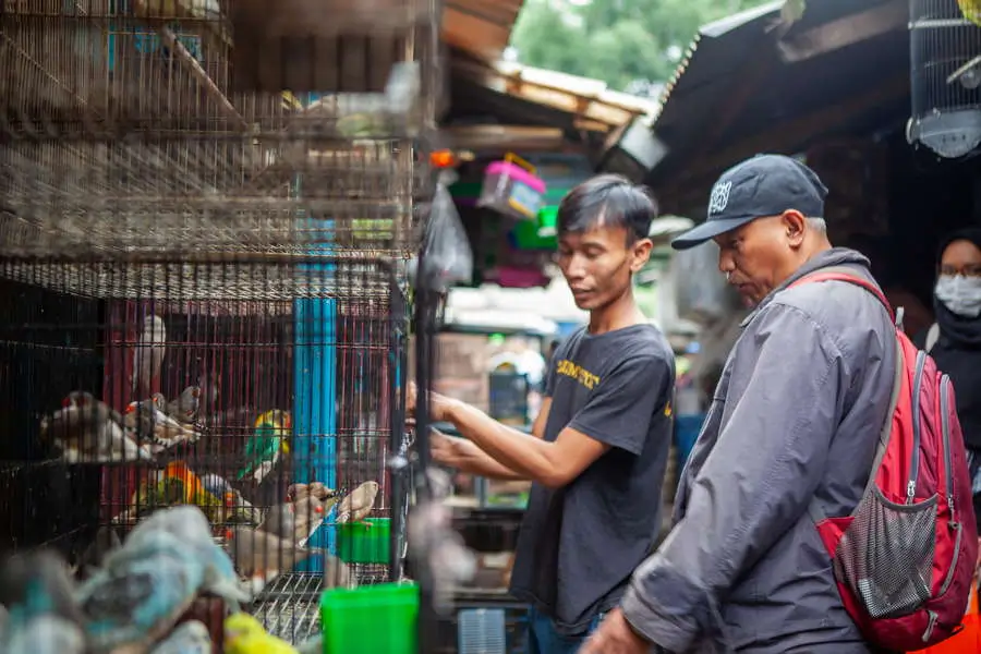 Integrasi Pengelolaan Pasar Hewan