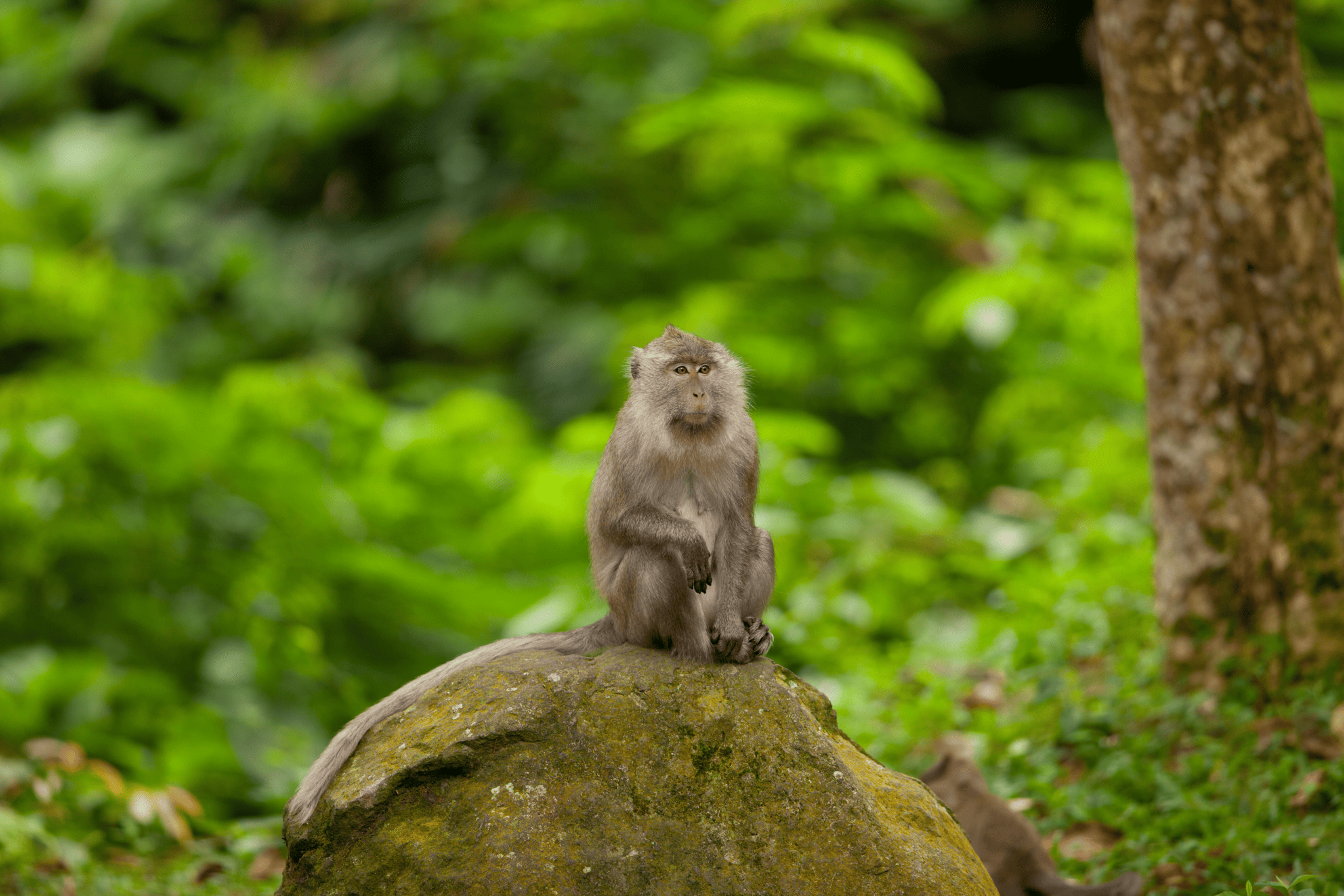 Bijak Berwisata dan Berinteraksi dengan Monyet Ekor Panjang (Macaca fascicularis)