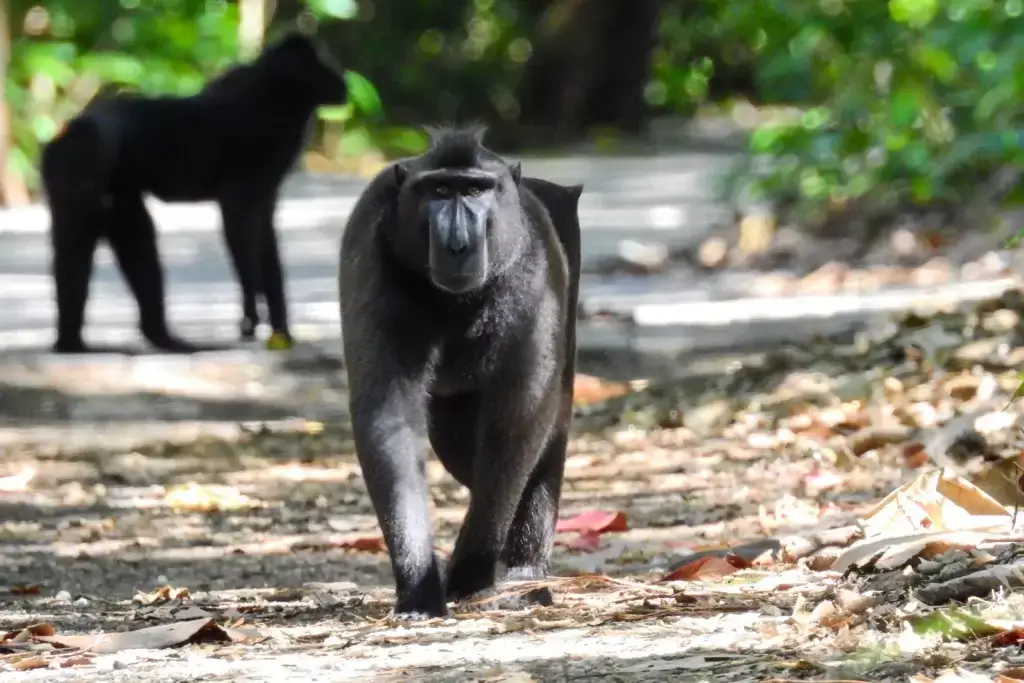 Mengenal Yaki, si Monyet Hitam Endemik Sulawesi