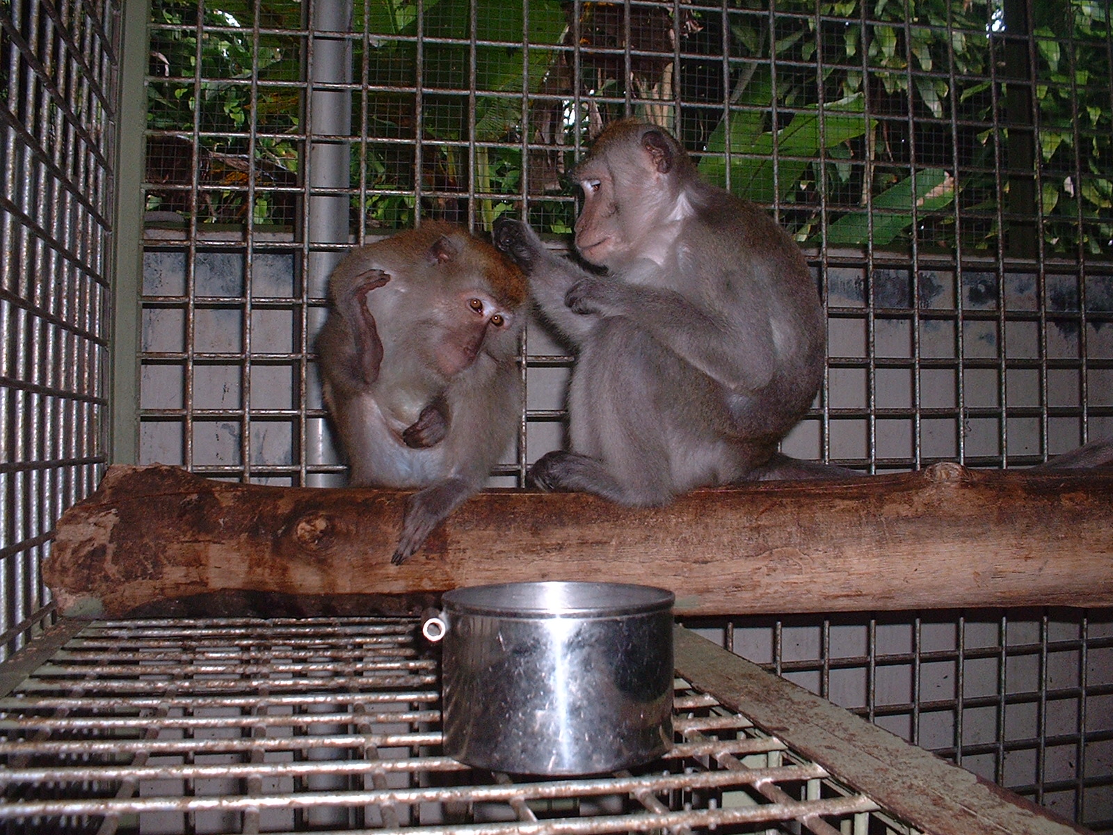 Dipelihara di Luar Habitat, Ternyata Makaka Bisa Berperilaku Abnormal